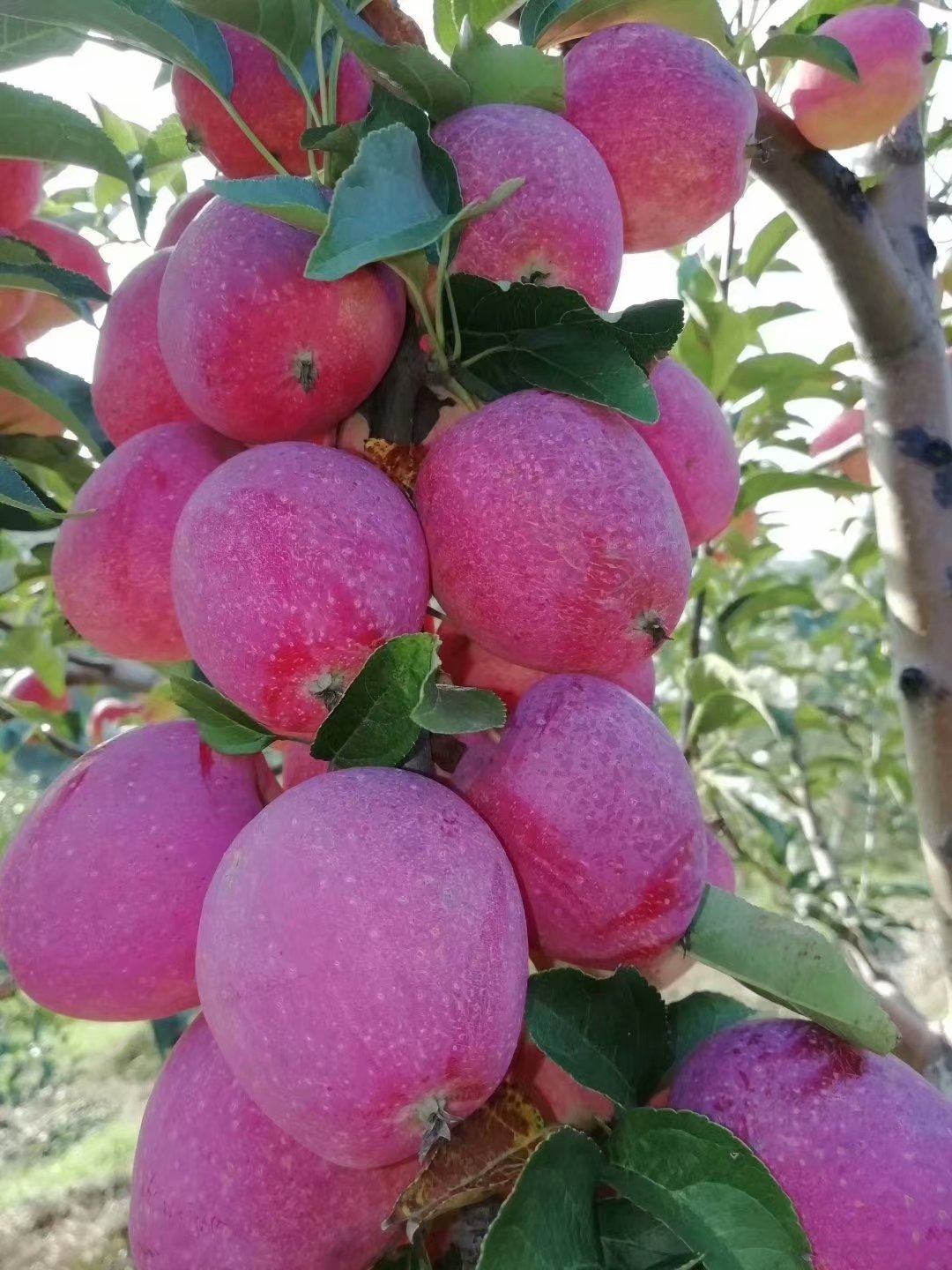 吉林雞心果苗_錦繡海棠果樹苗價格_嫁接蘋果苗基地