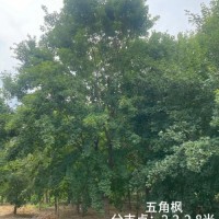 五角楓濰坊直營(yíng)